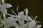 Largeleaf rose gentian